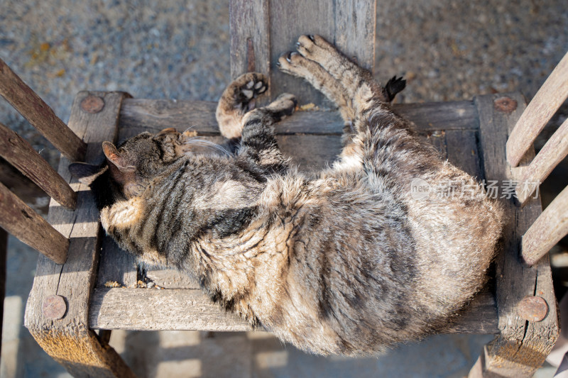 躺在椅子上的猫狸花猫