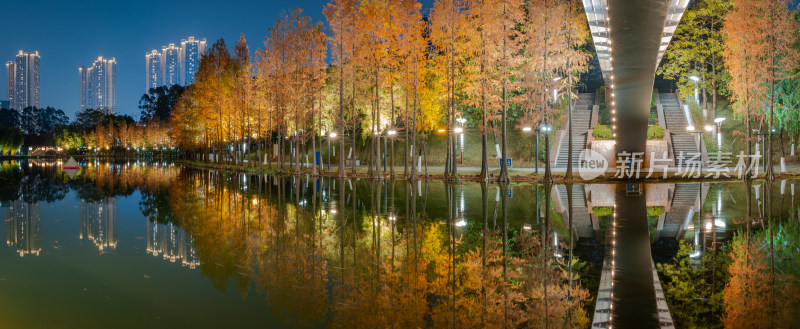 佛山千灯湖南海活水公园落羽杉夜景全景长图