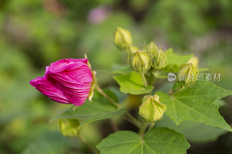 四季花卉盆景格桑花