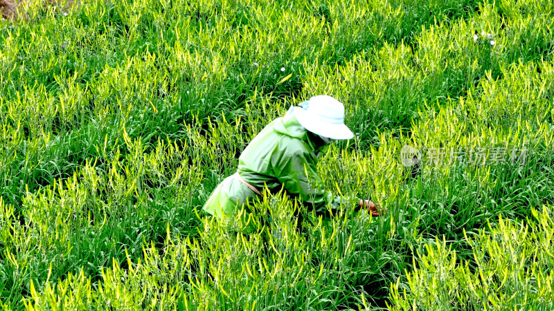 黄花菜种植采摘