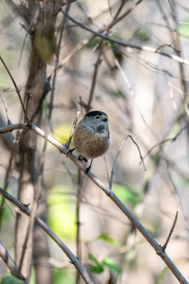 银喉长尾山雀（Aegithalos glaucogularis）