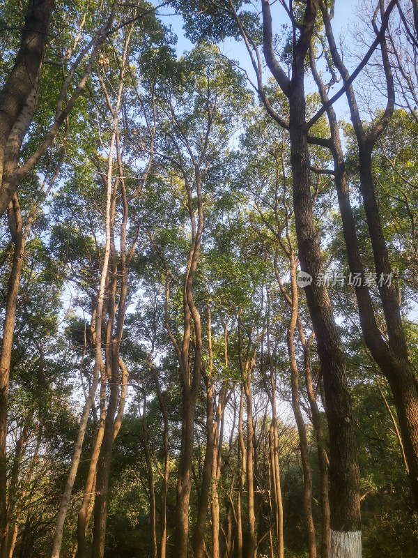 笔直高大树枝树叶植物摄影图