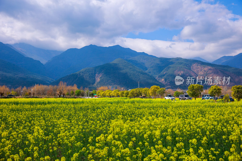 油菜花田与山