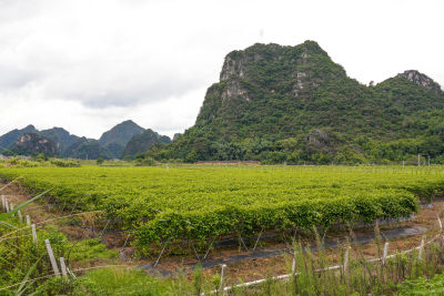 黄金百香果种植园户外生态种植