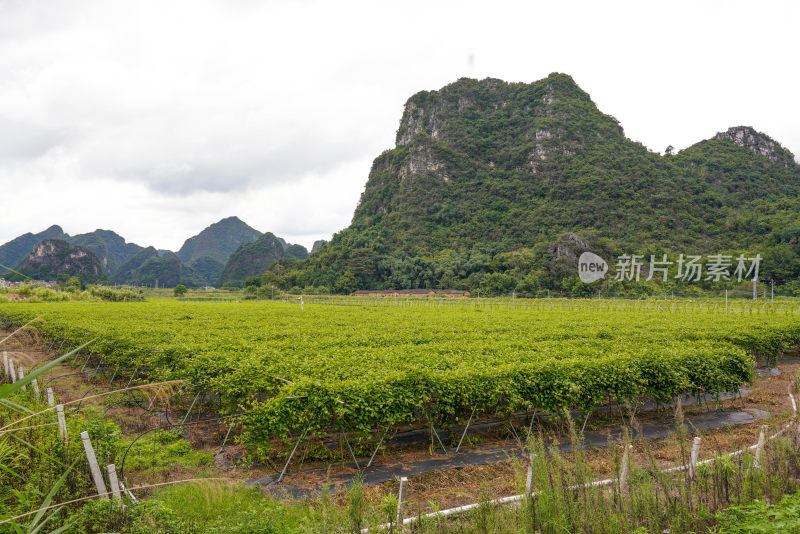 黄金百香果种植园户外生态种植