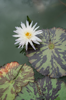 北京国家植物园睡莲