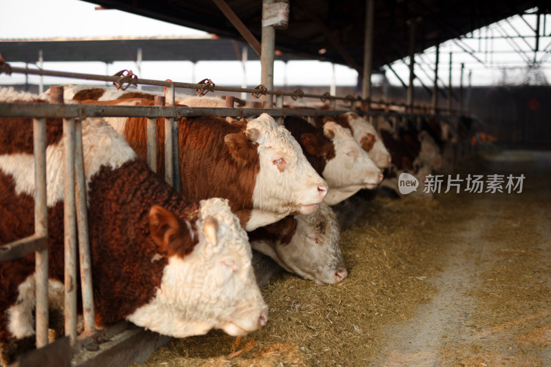 养牛场牛栏里的牛在吃饲料