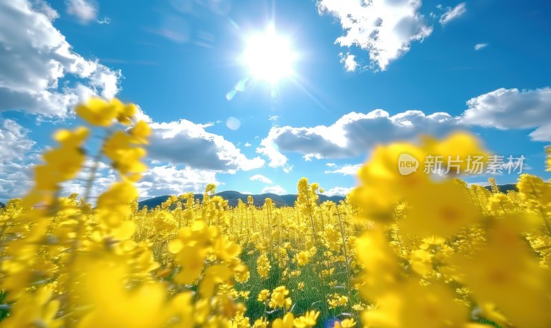 阳光下的黄色油菜花美丽清新花田背景