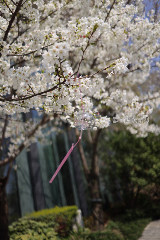 春天盛开的梨花特写