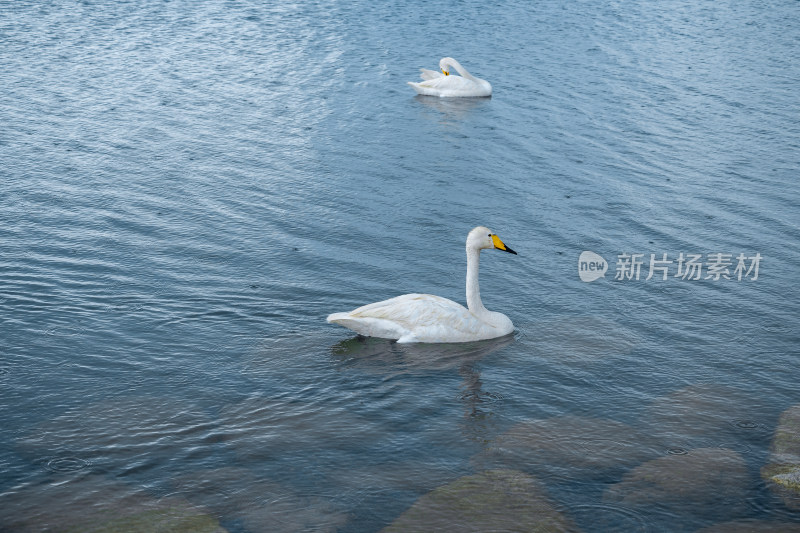 新疆博尔塔拉赛里木湖景区