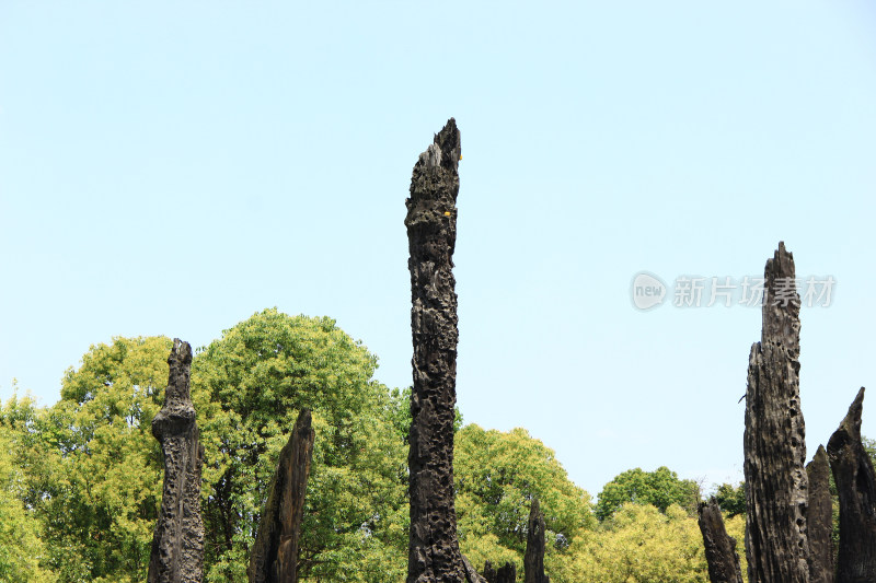 中国四川成都金沙遗址祭祀区出土的乌木