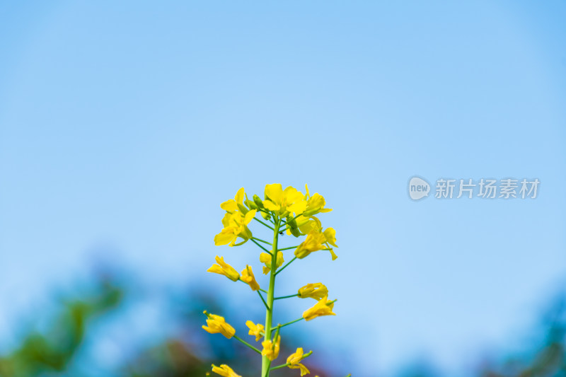 福州花海公园蓝天背景下的黄色油菜花