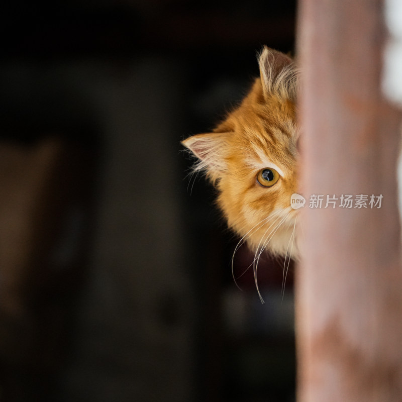 橘色猫咪从缝隙中探出脑袋的可爱模样