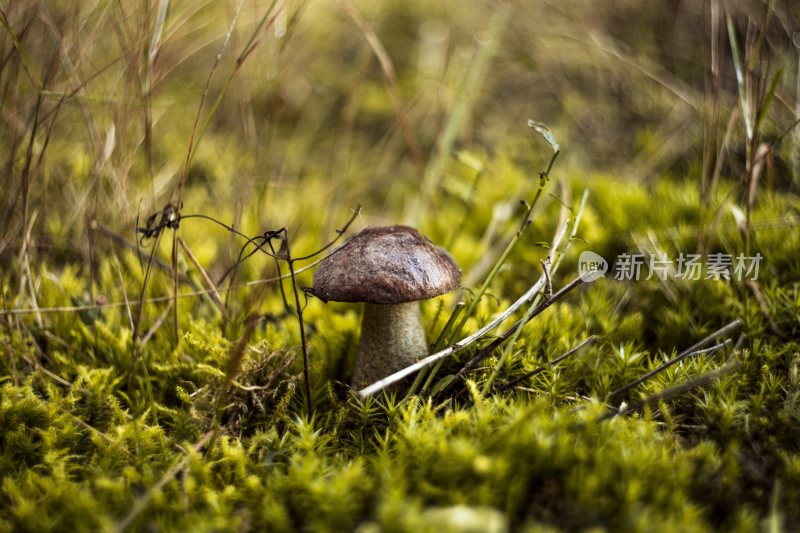 野生菌野生菌蘑菇生长环境菌类山菌