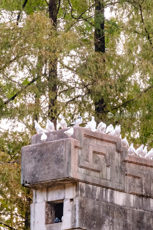 南京钟山风景名胜区音乐台白鸽风景