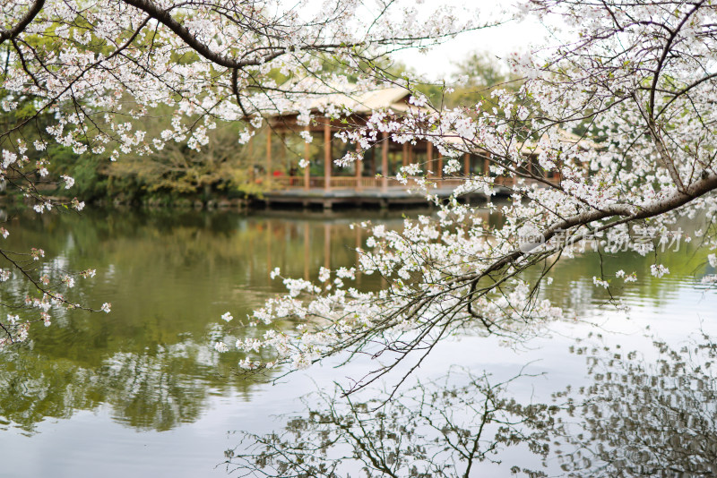 中国杭州西湖花港观鱼的水榭和樱花