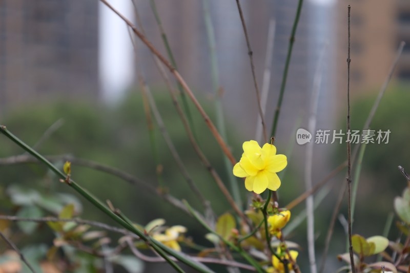 城市背景下的黄色小花特写