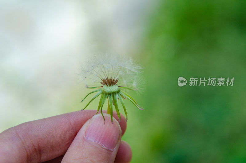 手指捏着的蒲公英特写