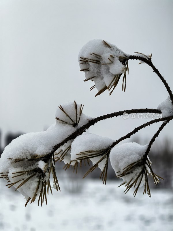 积雪覆盖的松树枝特写