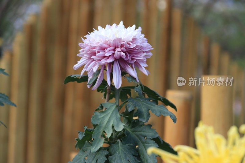 紫色菊花 丝状菊花 黄色菊花 