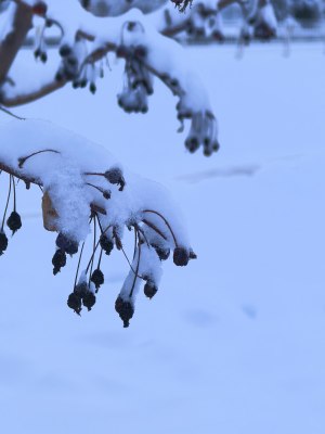 被积雪覆盖的树枝与果实