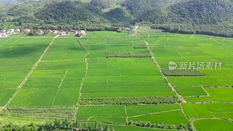 航拍农业种植稻田保护区
