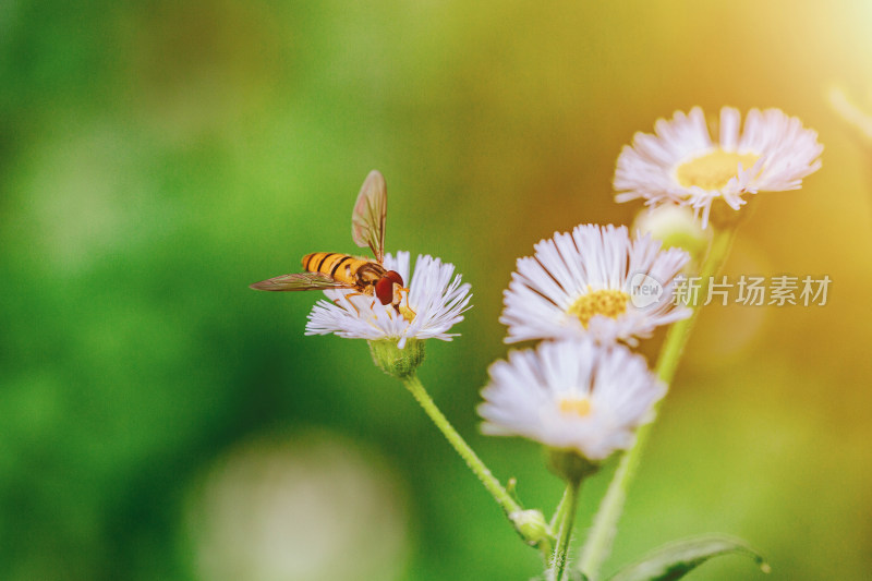 蜜蜂采集蜂蜜