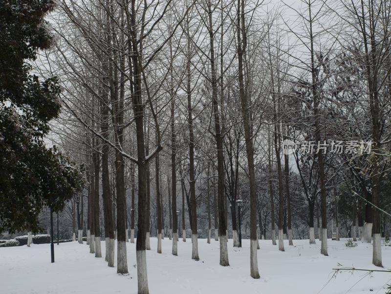 下雪时的树林