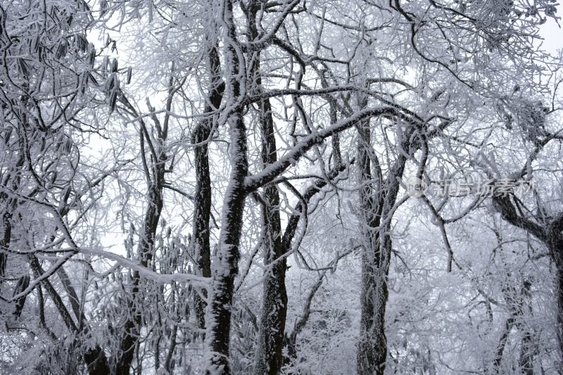 冬季雪景美景大雪