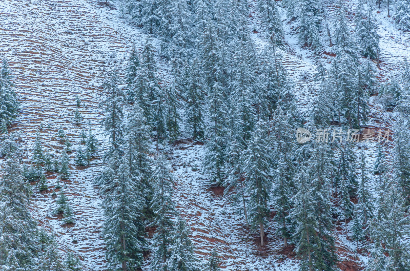 青海祁连卓尔山树林自然唯美雪景风光