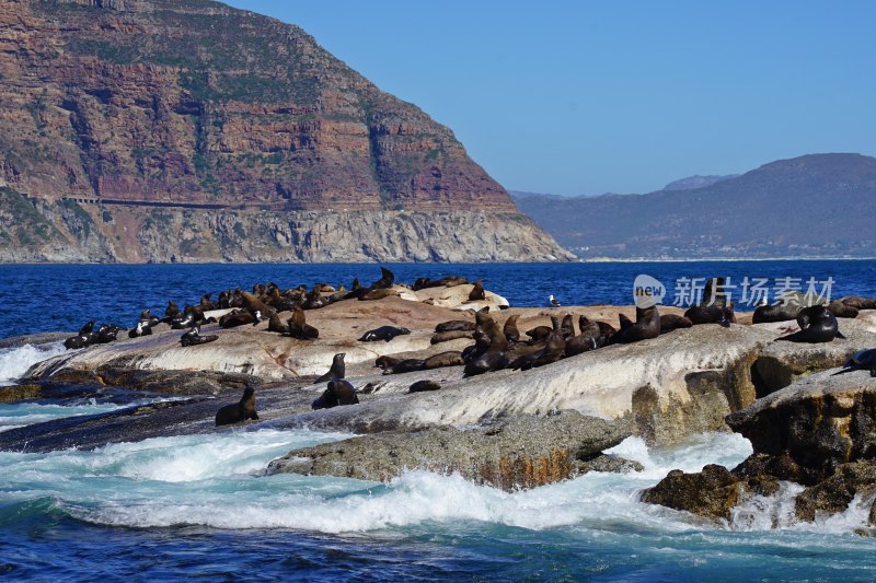 南非开普敦，海豹岛/德克岛，Duiker Island