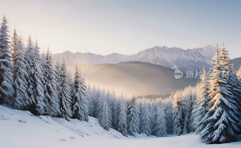 冬季森林白雪覆盖风景