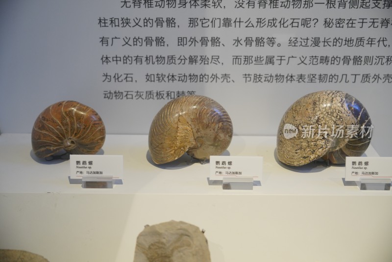 鹦鹉螺化石标本
