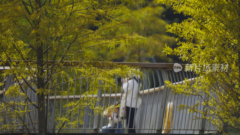 深圳头陂公园秋季实拍