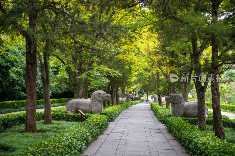 南京钟山明孝陵景区石像路夏季