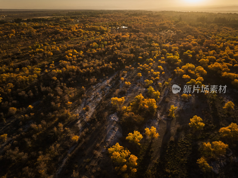 夕阳下的胡杨林