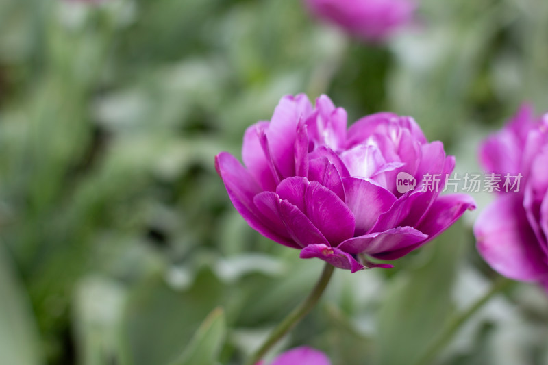 杭州太子湾多彩郁金香花海景观