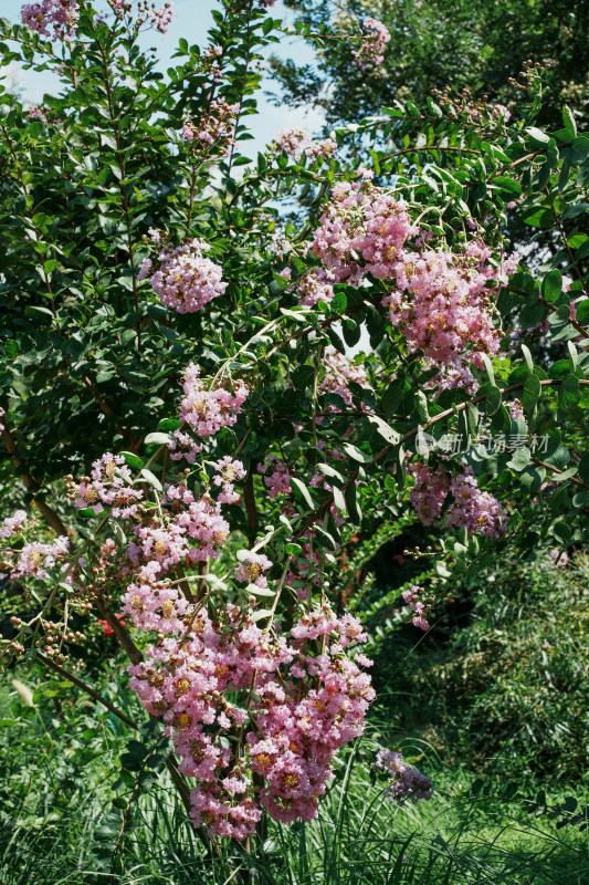 北京国家植物园紫薇花