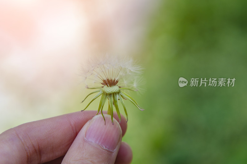 手里拿着一株蒲公英特写