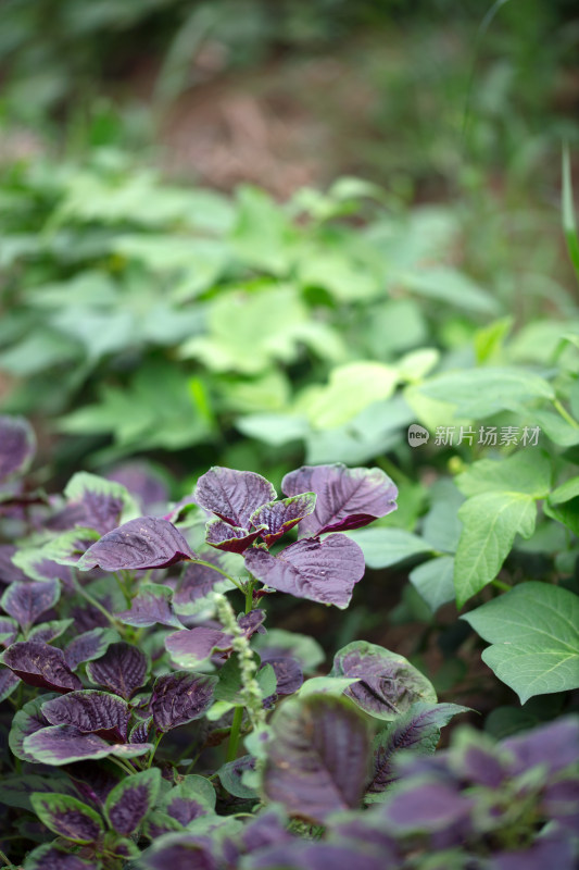 菜园里种植的红叶苋菜