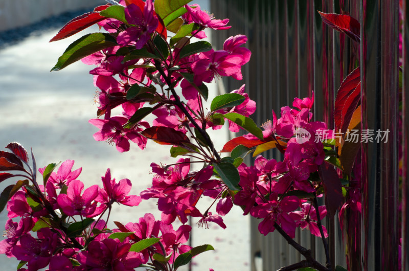 春天栏杆旁盛开的海棠花