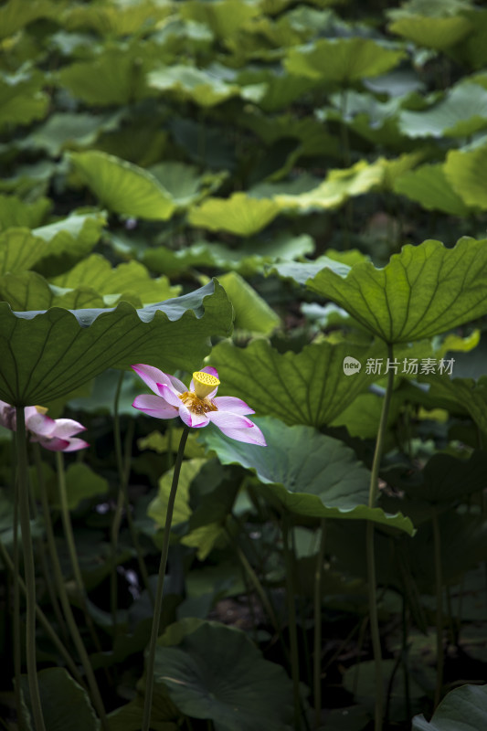 夏季公园荷塘荷叶丛中荷花特写