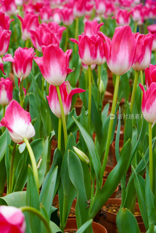 色彩鲜艳的粉色郁金香花海