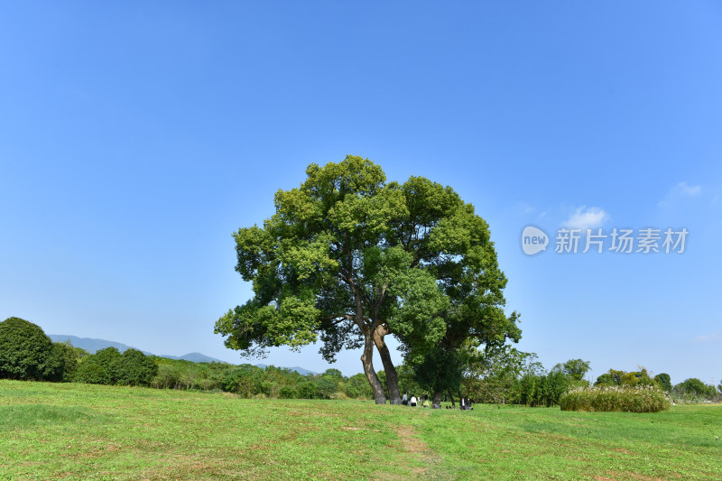 蓝天白云绿树绿草地