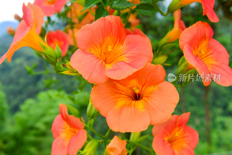 美丽凌霄花花朵花卉