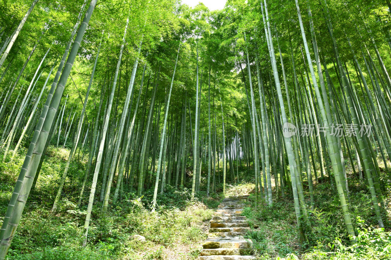 绿色竹林竹海小路