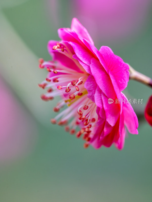 微距下的花