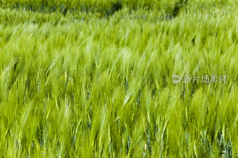 绿色小麦绿油油的麦田