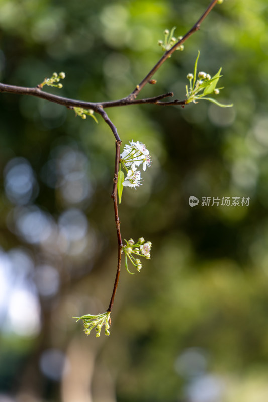 春天豆梨花