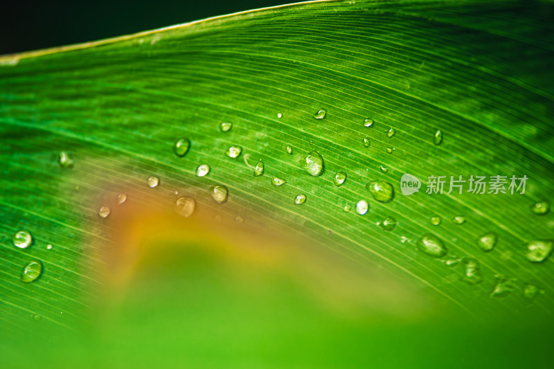 雨后绿叶上的水珠